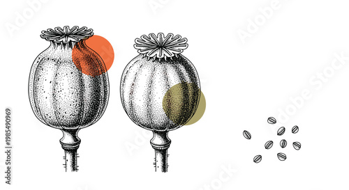 Detailed engraving of two poppy seed pods and scattered seeds accompanied by artistic orange and green circular accents on a plain background.