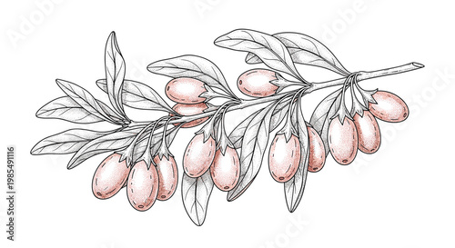 Detailed hand-drawn botanical illustration of a sea buckthorn branch laden with ripe berries and delicate leaves on a white background.