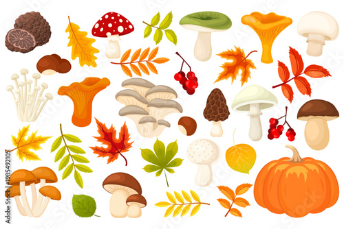 Vector set of colorful cartoon mushrooms. A collection of various types of fresh autumn forest plants with stems and caps for botany education. Seasonal natural organic products 