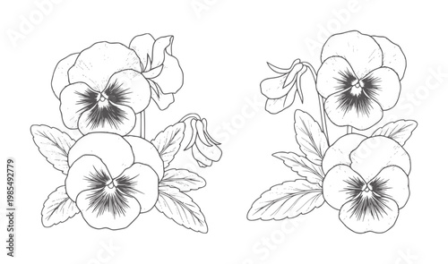 Black and white line of two clusters of pansy flowers and leaves floral botanical