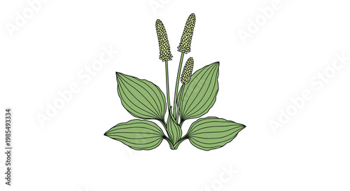 Detailed botanical illustration of the common plantain or plantago major herb featuring broad green leaves and distinct flowering stalks.