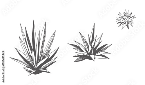 Three ink of agave plants in varying sizes botanical succulent