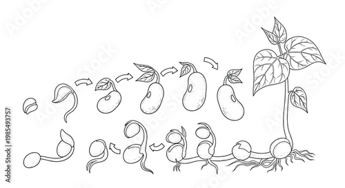 Educational scientific diagram showing the complete life cycle of a bean plant from seed germination and sprouting to full growth stages.