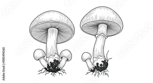 Scientific line art drawing of various mushroom species showing detailed caps gills stems and root systems for biological study and research.