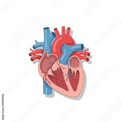 Anatomical illustration of a human heart, showing the arteries and veins in a detailed view