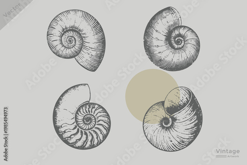 Vintage Shell in grunge engraving style illustration. Realistic seafood element Shell Retro grunge dotted texture style