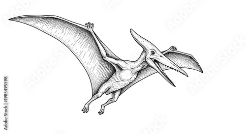 Hand-drawn engraving of a prehistoric pterodactyl dinosaur flying through the air with its large wings fully extended and its beak open wide.