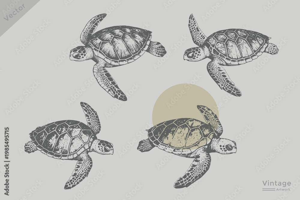 Fototapeta premium Set of turtle collection in sketch engraving style vector illustration. Vintage sea element turtle Isolated grunge