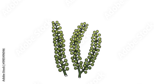 Detailed illustration of sea grapes or umibudo seaweed showing several stems with small round green bubbles in a realistic hand-drawn style.