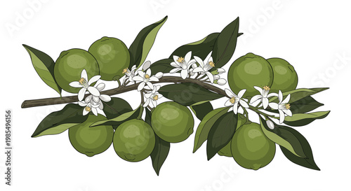 Beautiful colored drawing of a lime tree branch bearing several green citrus fruits and delicate white blossoms surrounded by lush green leaves.