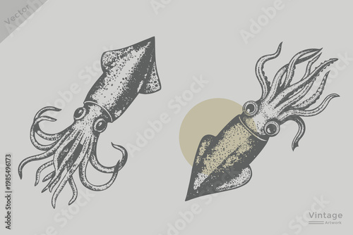 Squid illustration in a vintage black and white engraving style. Vector Squid