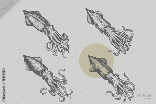 Squid illustration in a vintage black and white engraving style. Vector Squid