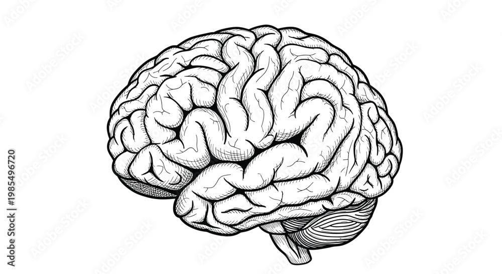Fototapeta premium Anatomical illustration of a human brain shown from a side perspective in a detailed black and white engraving style on a plain white background.