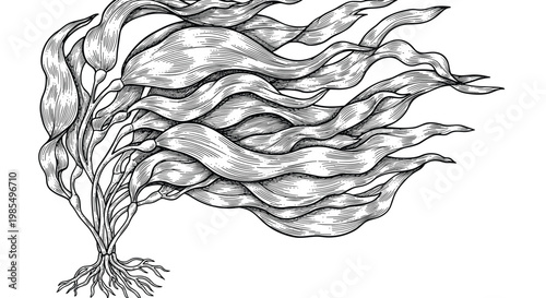 Detailed black and white engraving of a kelp or seaweed plant with long flowing leaves and a root system swaying in an underwater current.