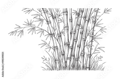 Black and white of bamboo stalks with leaves and grass plant leaf