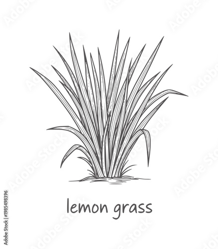 Hand drawn of a lemon grass plant with text lemongrass herb botanical green