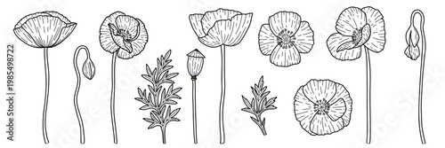 Sketch poppy flower elements isolated on a white background. Hand drawn floral wildflowers vector illustrations set. Botanical Coloring Page