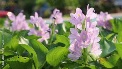 Pink water hyacinths in bloom. A close-up image of beautiful, pale pink water hyacinths in full bloom in a summer pond, with copy area enabled by selecting the focus point.