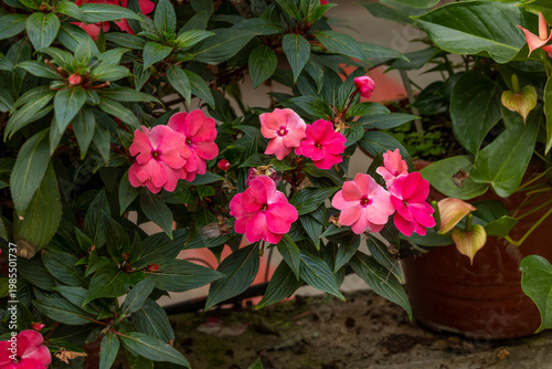 Bild auf Leinwand Blooming pink impatiens flowers in lush garden natural background
