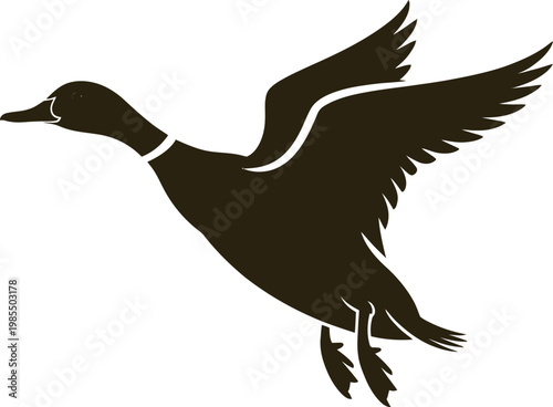 Brown duck flying low over water surface quickly outdoors