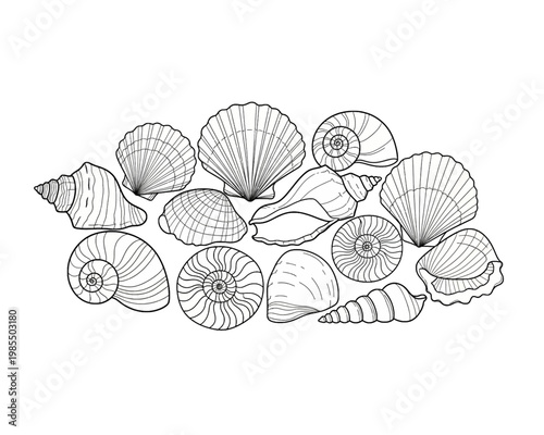 A detailed vector illustration showcasing a collection of various sea shells with intricate line art patterns for coloring book pages