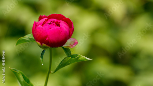 A red flower with green leaves
