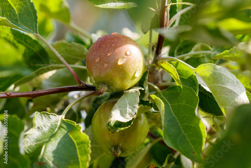 Two apples are hanging from a tree