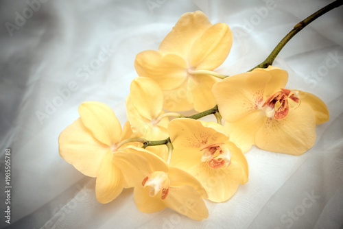 Wallpaper Mural The branch of yellow orchids on white fabric background
 Torontodigital.ca