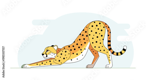 Cartoon style stretching cheetah vector illustration with yellow fur and black spots; a wild animal yoga pose against a light blue backdrop