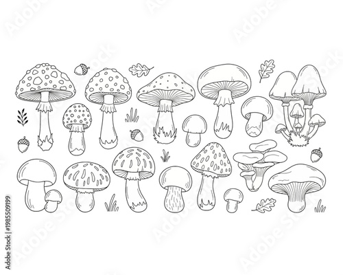 A beautiful vector illustration showing a collection of various hand drawn mushrooms and acorns for your creative design craft projects