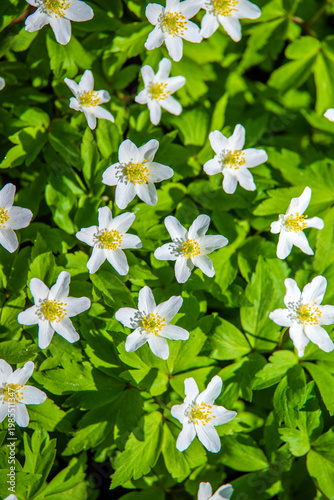 Wallpaper Mural White snowdrops on a forest glade Torontodigital.ca