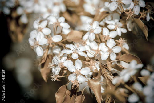 Wallpaper Mural Cherry blossom branch in the garden in spring
 Torontodigital.ca