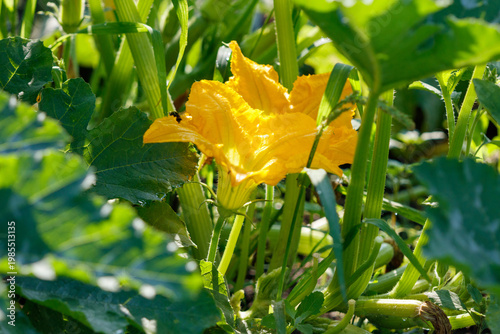 Close-up of a yellow flowering plant in sunlight