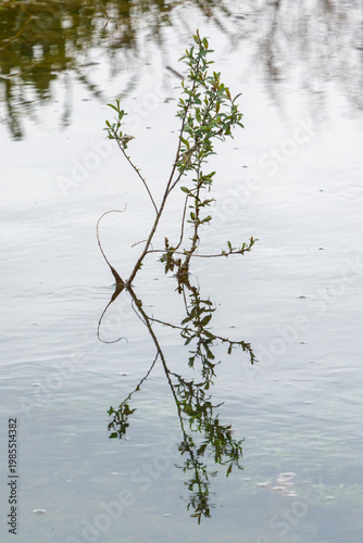 Solitary water plant stands tall