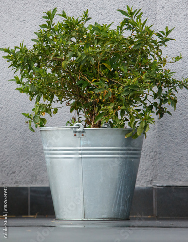 Potted green shrub with red berries in rustic metal container