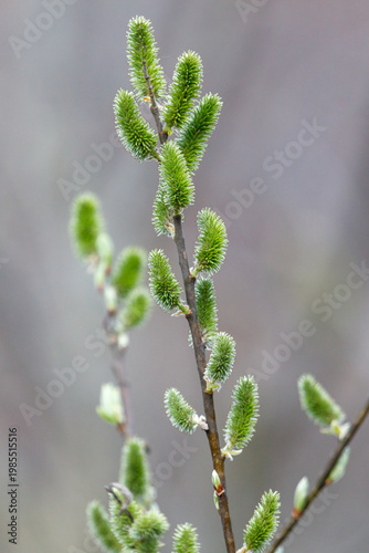 Close-up of vibrant willow buds emerging in spring
