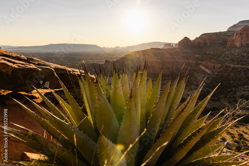 Sun flare in sky above agave desert landscape