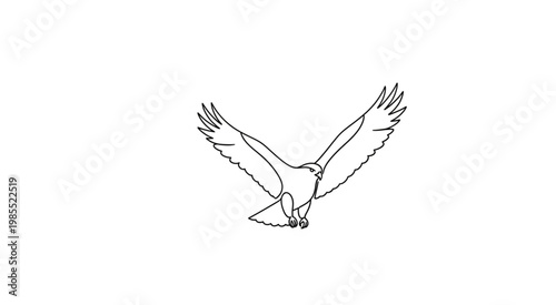 Bird dives swiftly with wings spread wide in clear sky outdoors