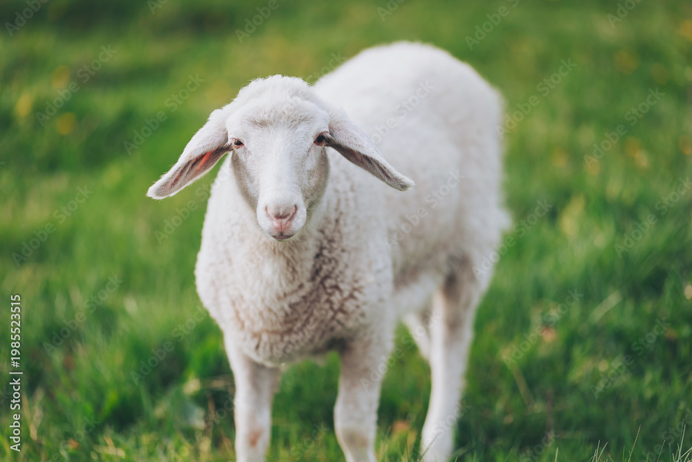 Obraz premium A fluffy white sheep stands proudly in a vibrant green field, enjoying the peaceful scenery. It looks curiously at the camera, embodying the joy of a sunny day in nature
