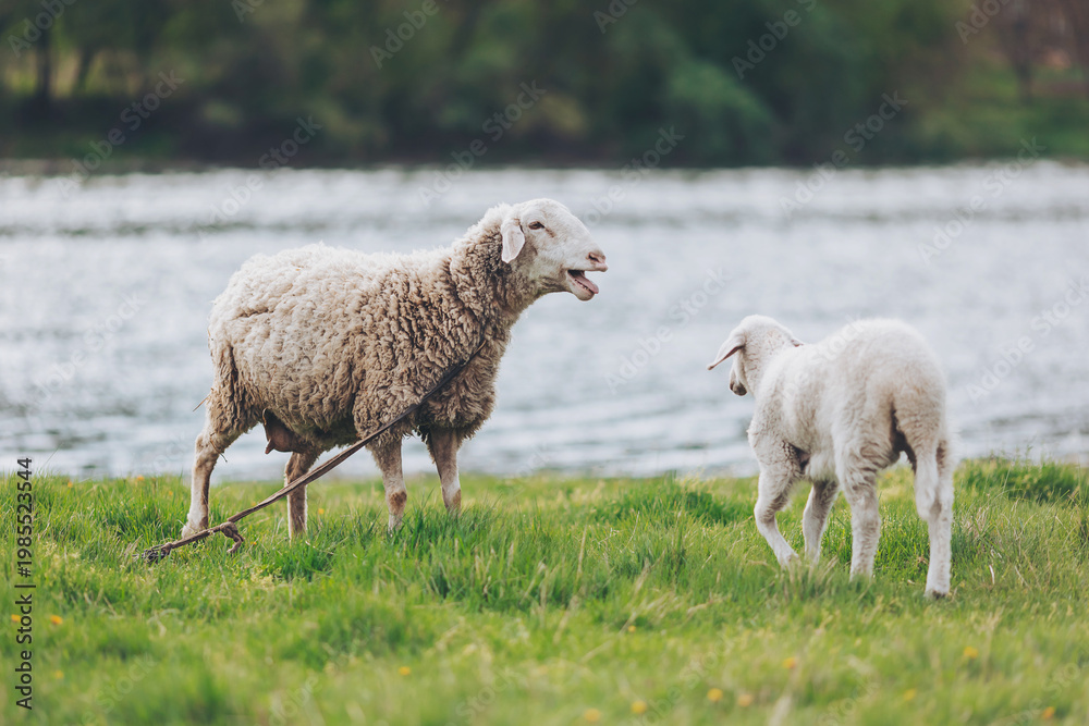 Obraz premium Two sheep share a beautiful day at a serene riverside. One adult sheep watches over a playful lamb while enjoying the peaceful surroundings and warm sunlight