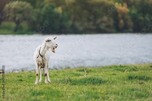 Canvas Print A lively white goat stands near the tranquil lake, enjoying the soft grass under its feet