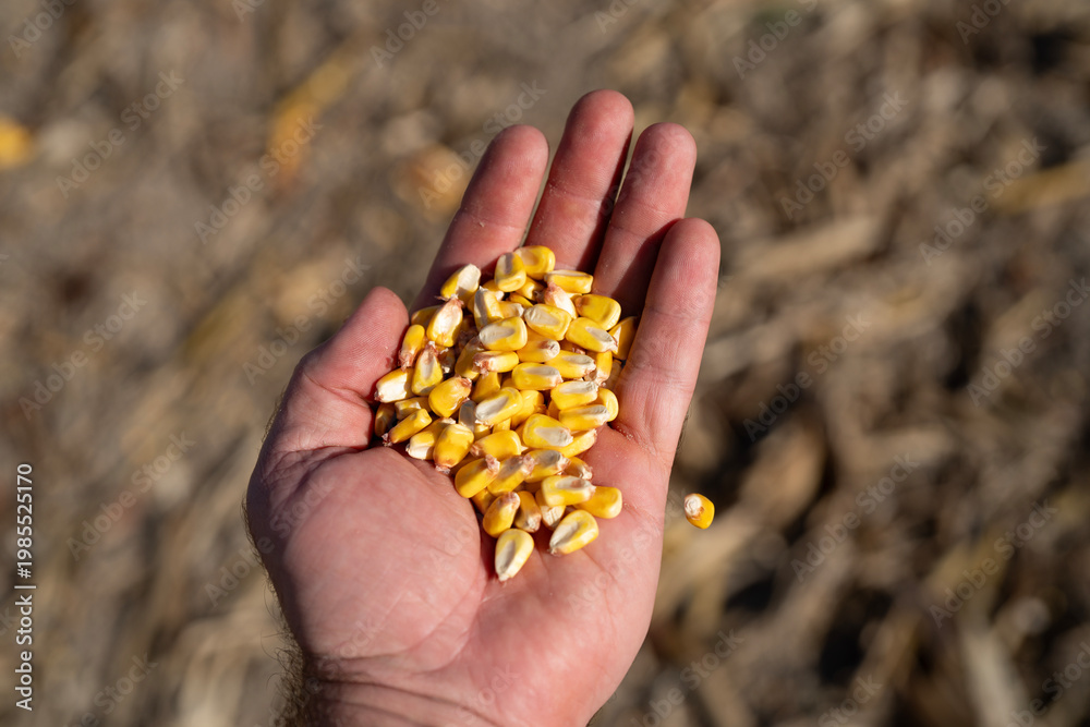 Fototapeta premium Corn kernels macro in hand. Corn seeds showing agriculture yield and harvest season. Maize grain with organic crop and farming concept. Grain food with natural detail and countryside background.
