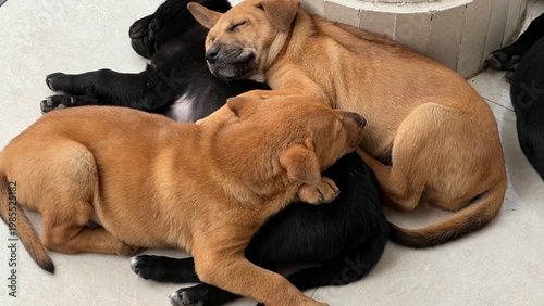Obraz na plátně Three Sleeping Mixed Breed Dogs Cuddled Together on Indoor Floor