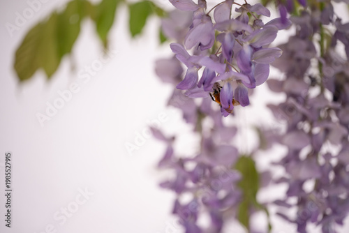 Spring background with white copy space and Wisteria floribunda close up flowers