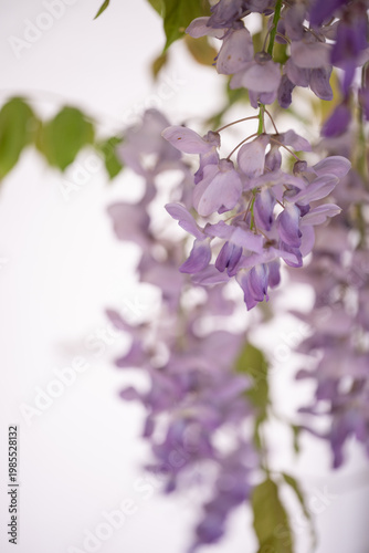 Spring background with white copy space and Wisteria floribunda close up flowers