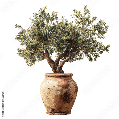 A potted olive tree with lush foliage and a textured terracotta pot. Isolated on black
