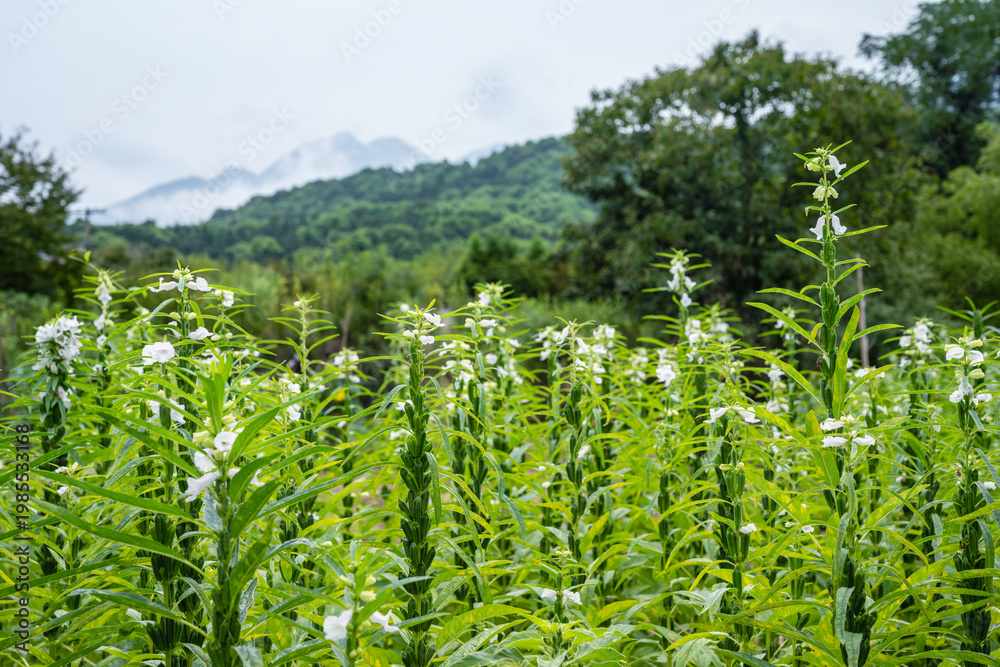custom made wallpaper toronto digitalExpansive Field of Flowering White Sesame Plants Against Forested Hills and Cloudy Sky