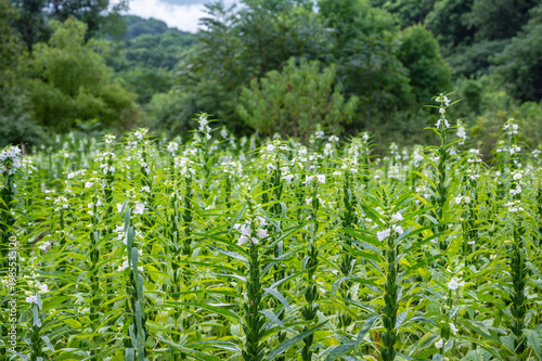 Wallpaper Mural Lush Field of White Sesame Flowers in Verdant Mountainous Landscape Torontodigital.ca