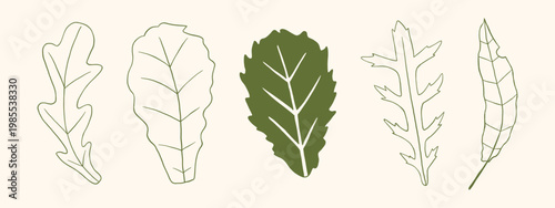 Vector monochrome green hand drawn doodle outline set of fresh salad leaves and leafy greens. Sketch minimal organic vegetable collection for healthy cooking, nutrition and modern vegan food design.