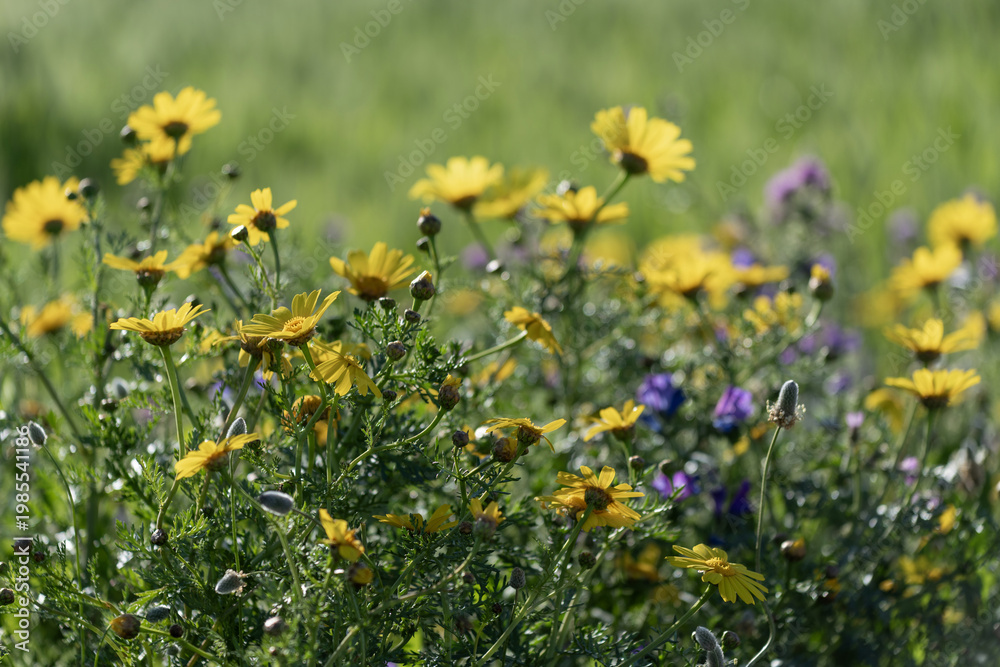 Fototapeta premium Chrysanthèmes couronnés et centaurées au printemps dans une prairie